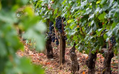 O aquecimento global e as novas uvas de Bordeaux