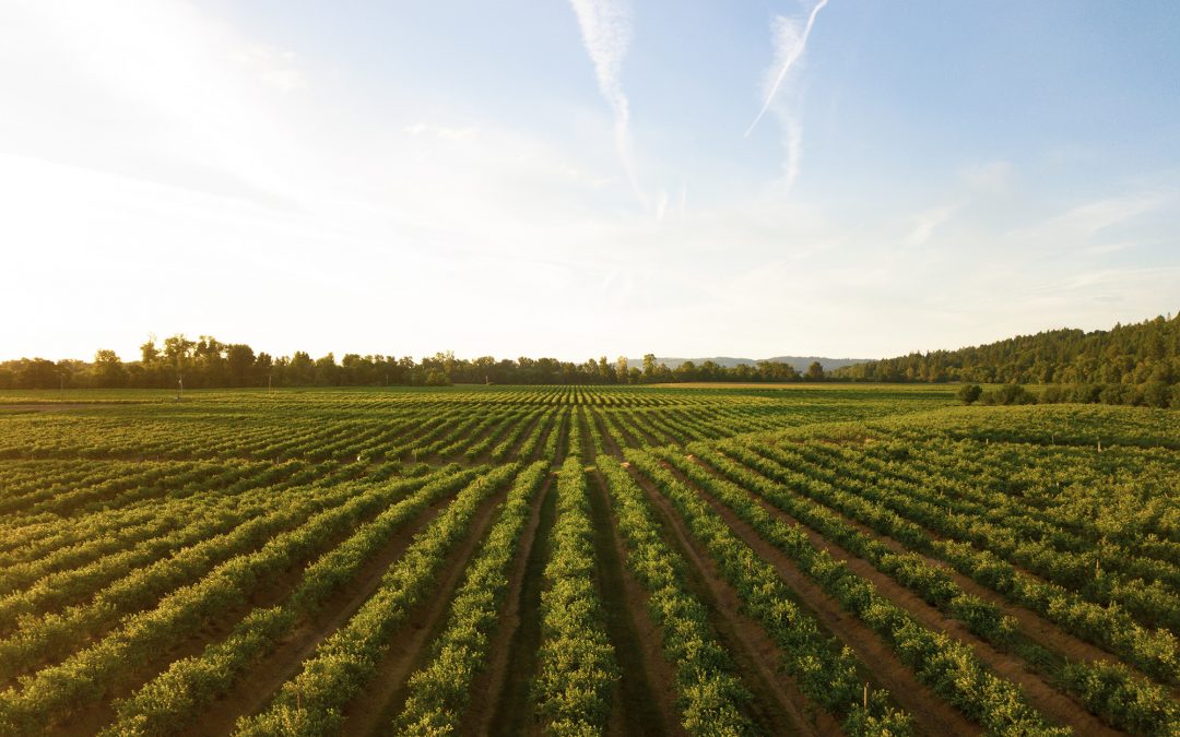 Brasil bate recorde de consumo de vinho